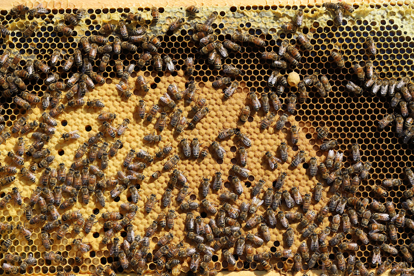 Nucléi d'abeilles biologiques (300$ / Dépôt de 100$)